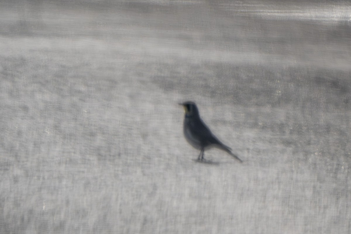 Horned Lark - ML646640833