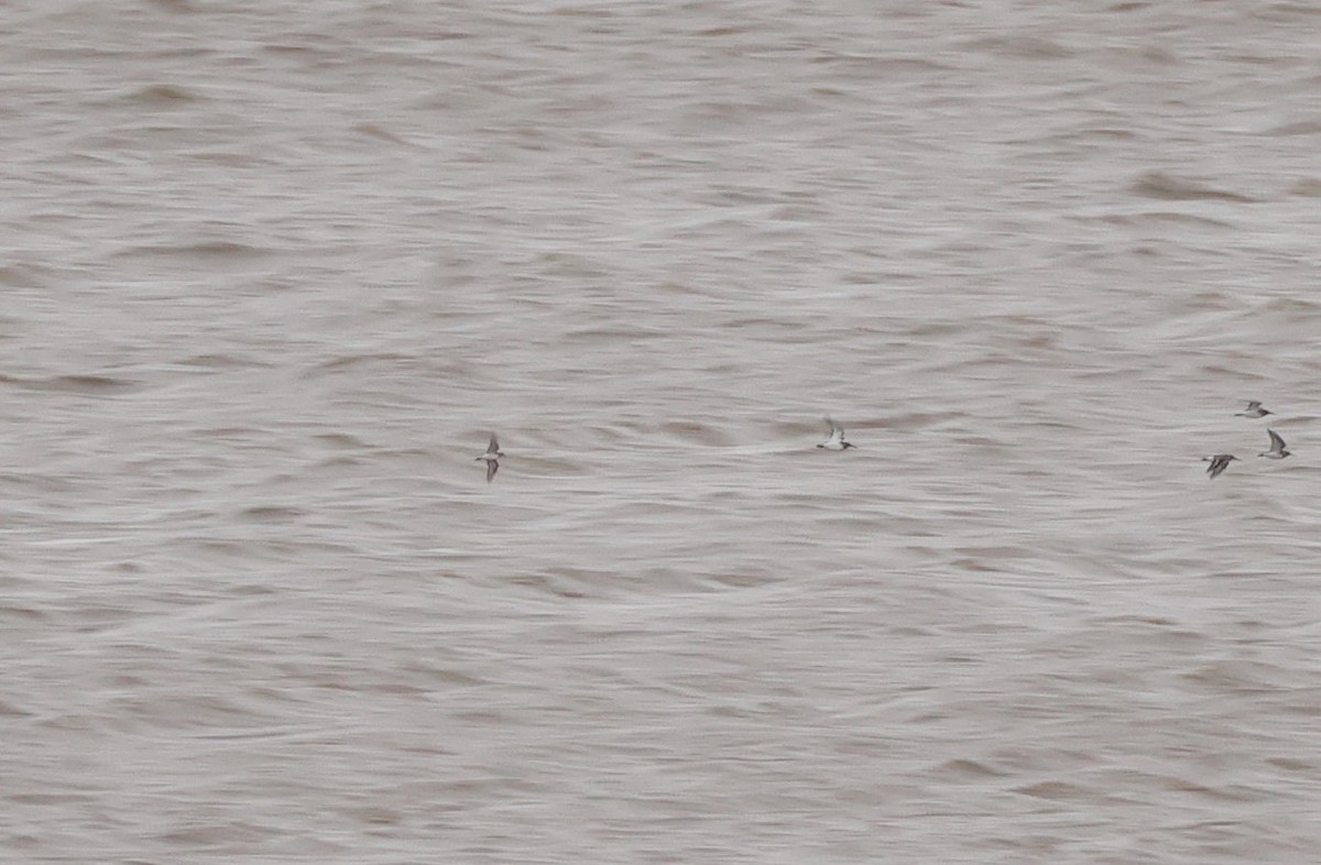 小濱鷸 - ML646640835