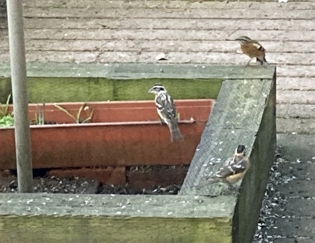 Picogrueso Cabecinegro - ML646640836