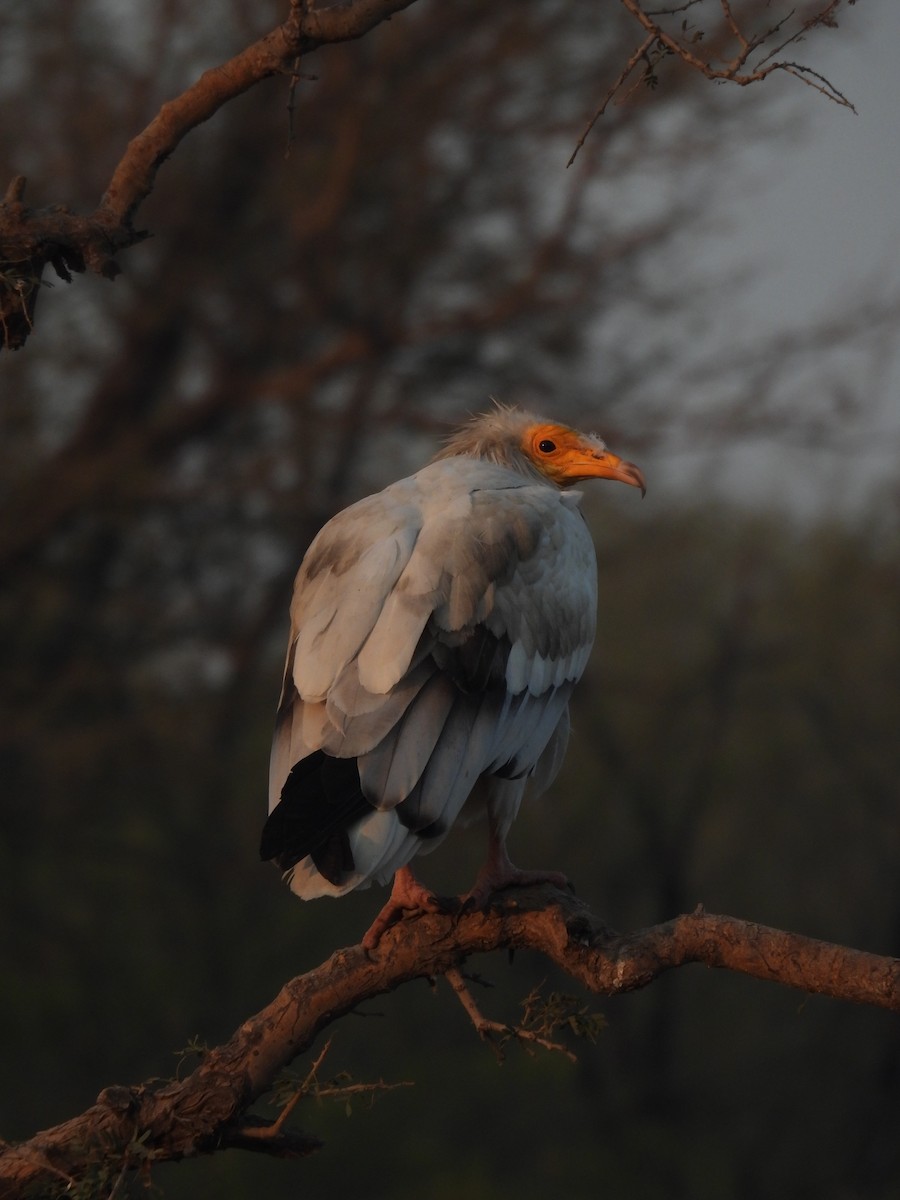 Capovaccaio - ML646640839