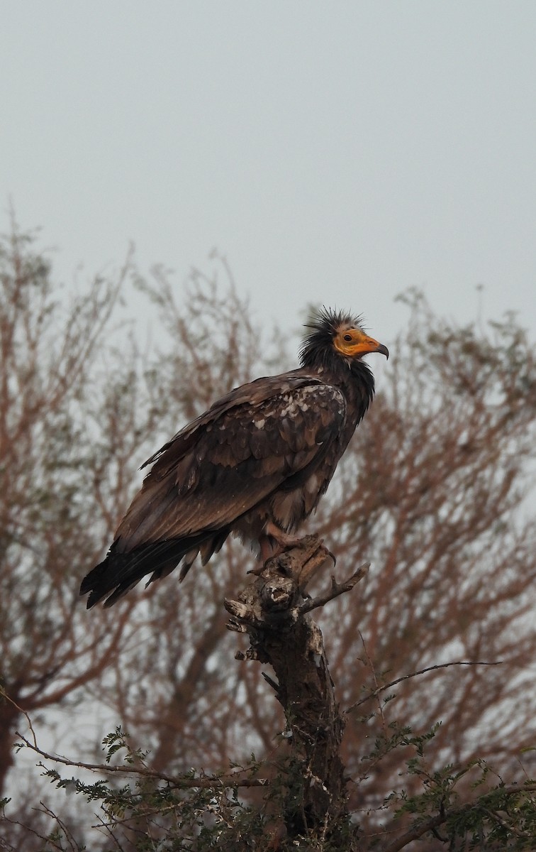 Capovaccaio - ML646640840