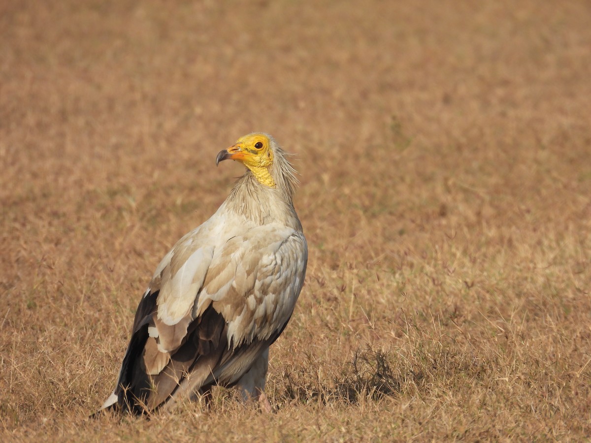 Capovaccaio - ML646640841