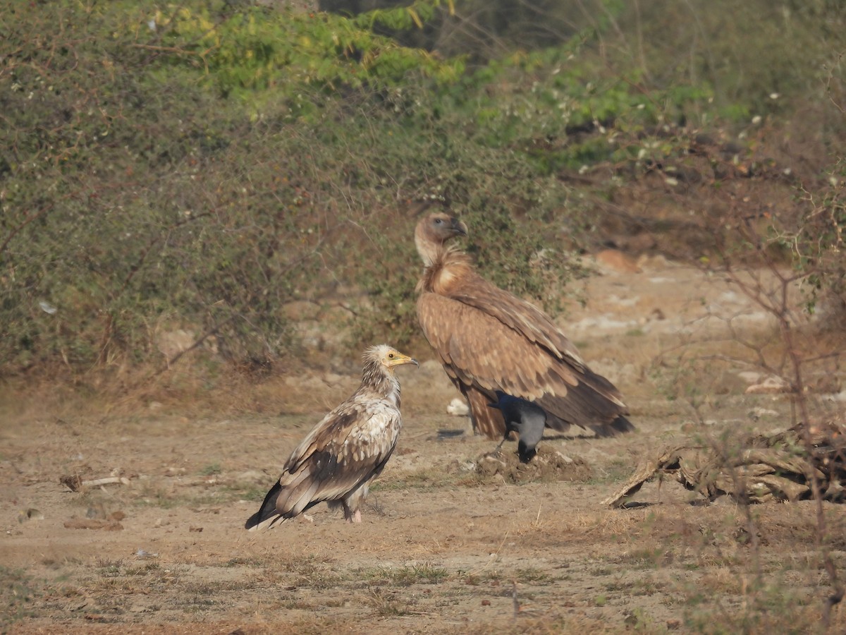 Capovaccaio - ML646640842