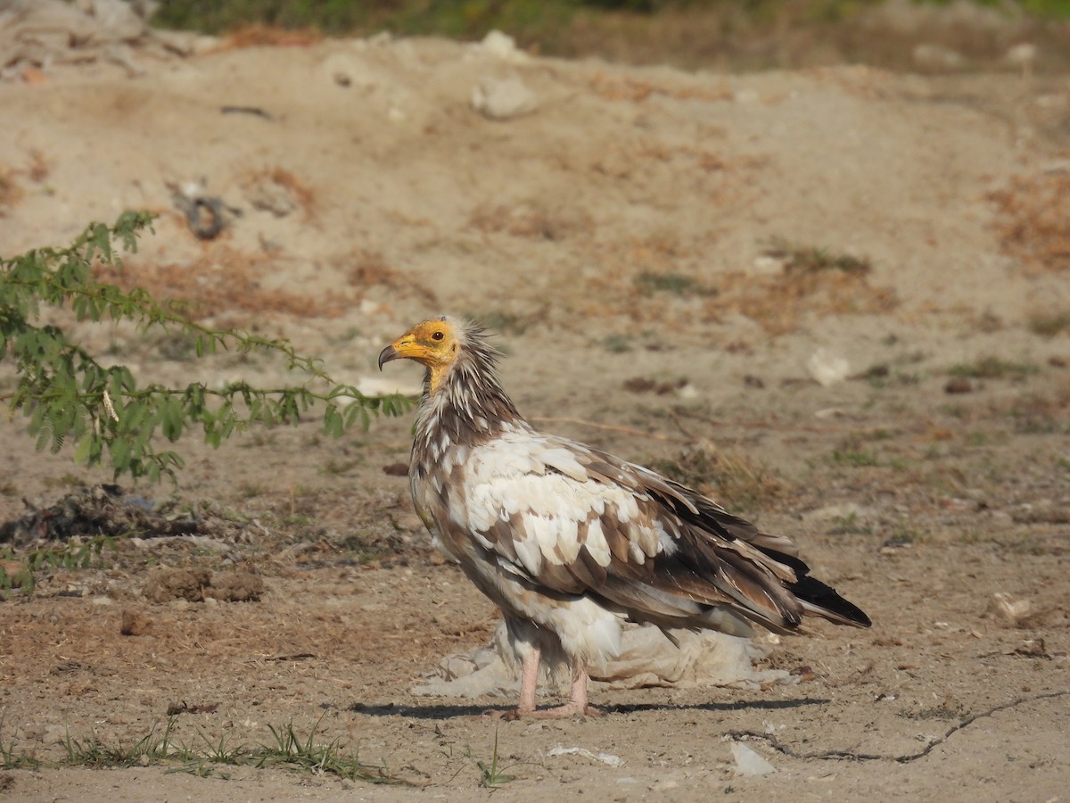 Capovaccaio - ML646640843