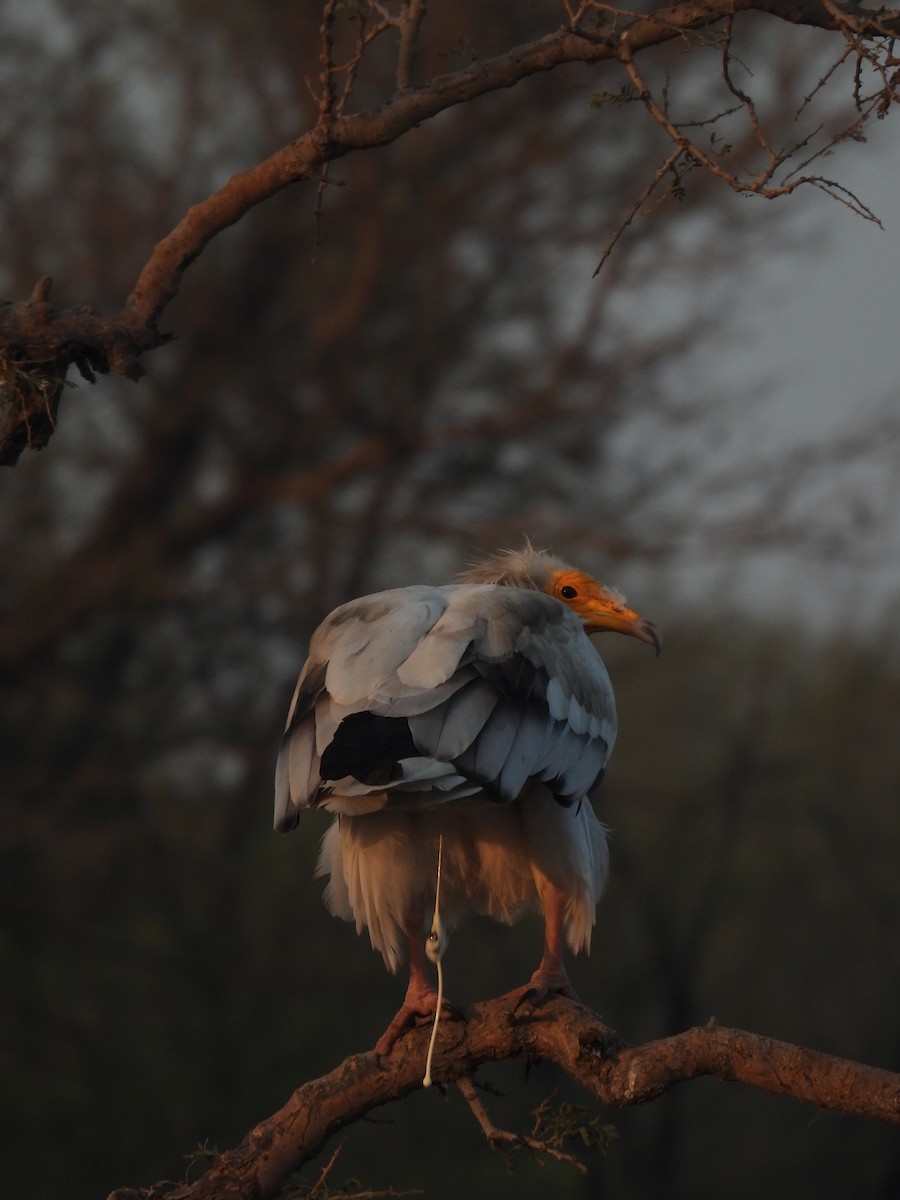 Capovaccaio - ML646640844