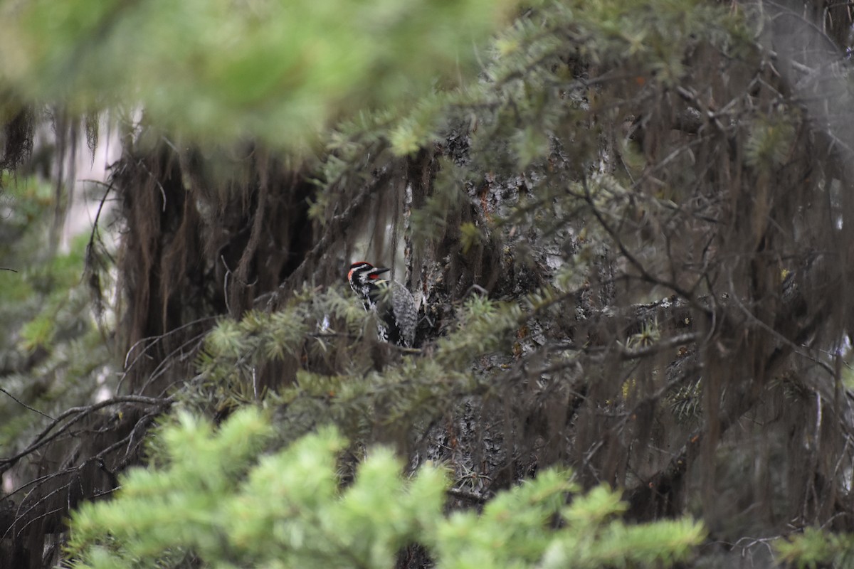 Red-naped Sapsucker - ML646640846