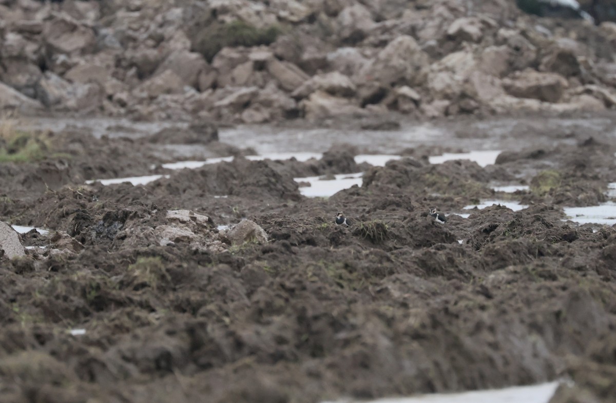 小辮鴴 - ML646640847