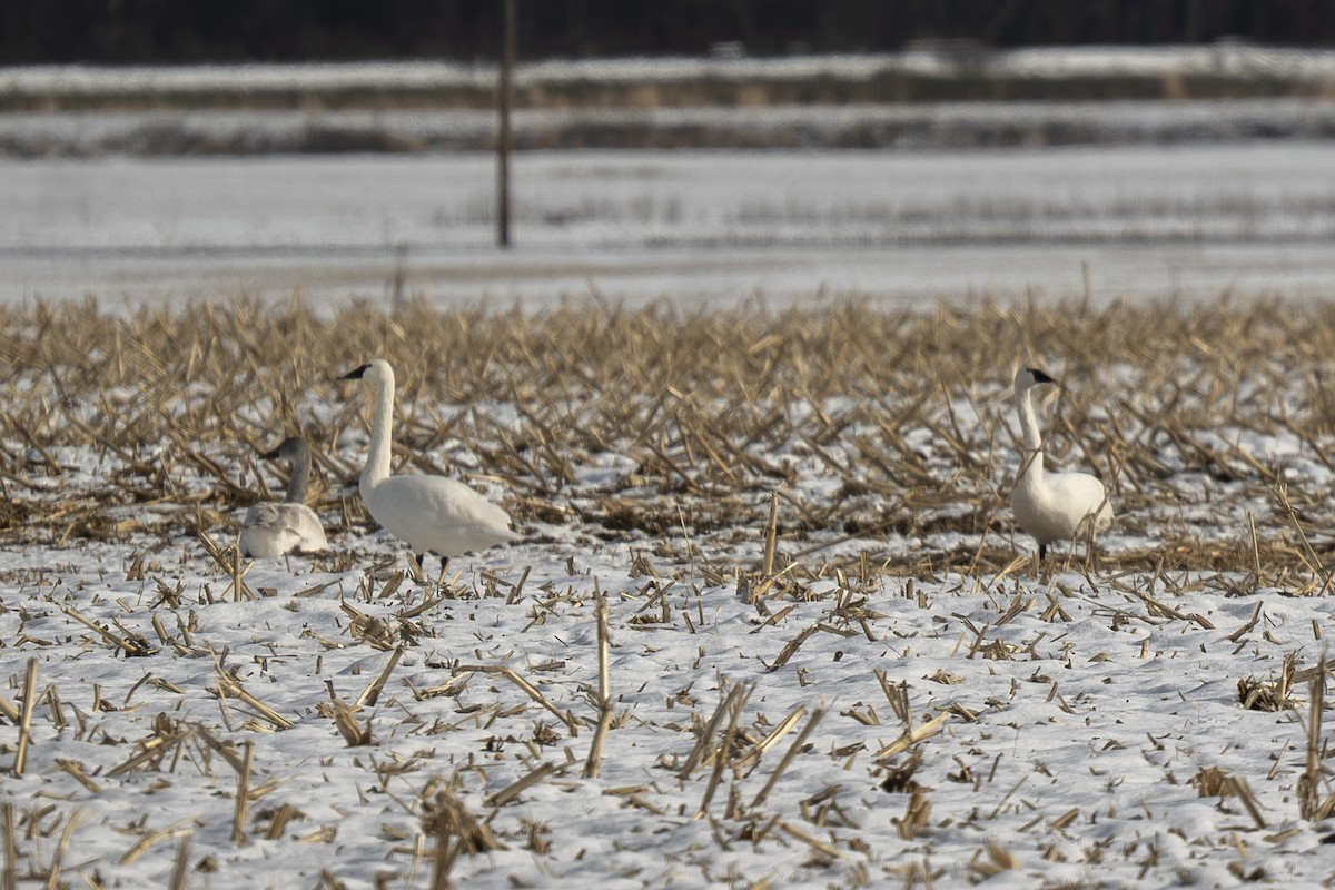 Beltxarga txistularia - ML646640849