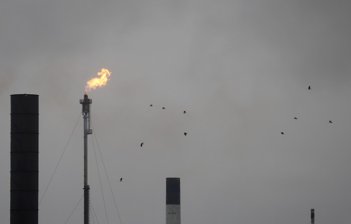 小辮鴴 - ML646640853