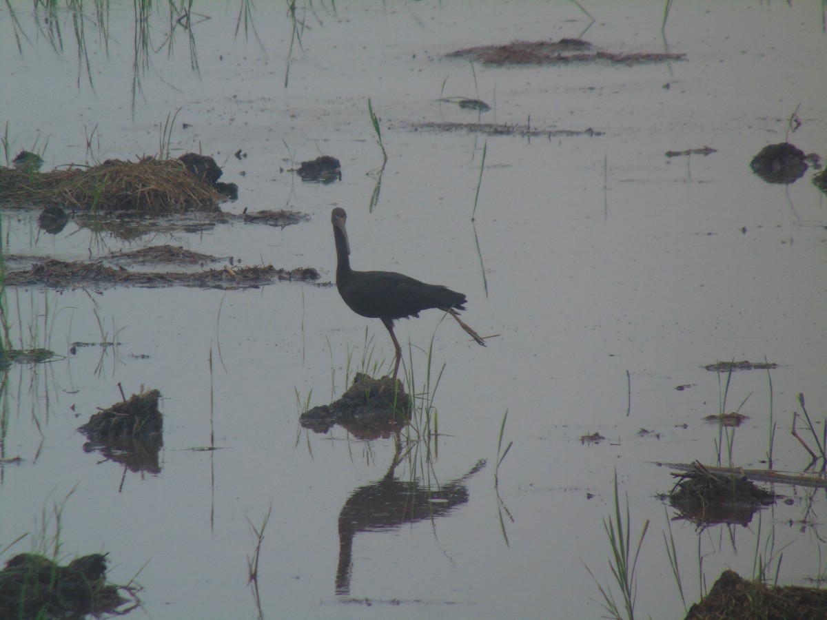 彩䴉 - ML646640857