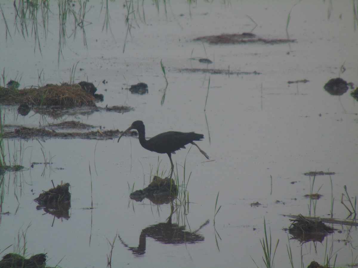 彩䴉 - ML646640858