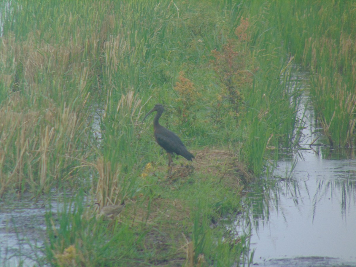 彩䴉 - ML646640859