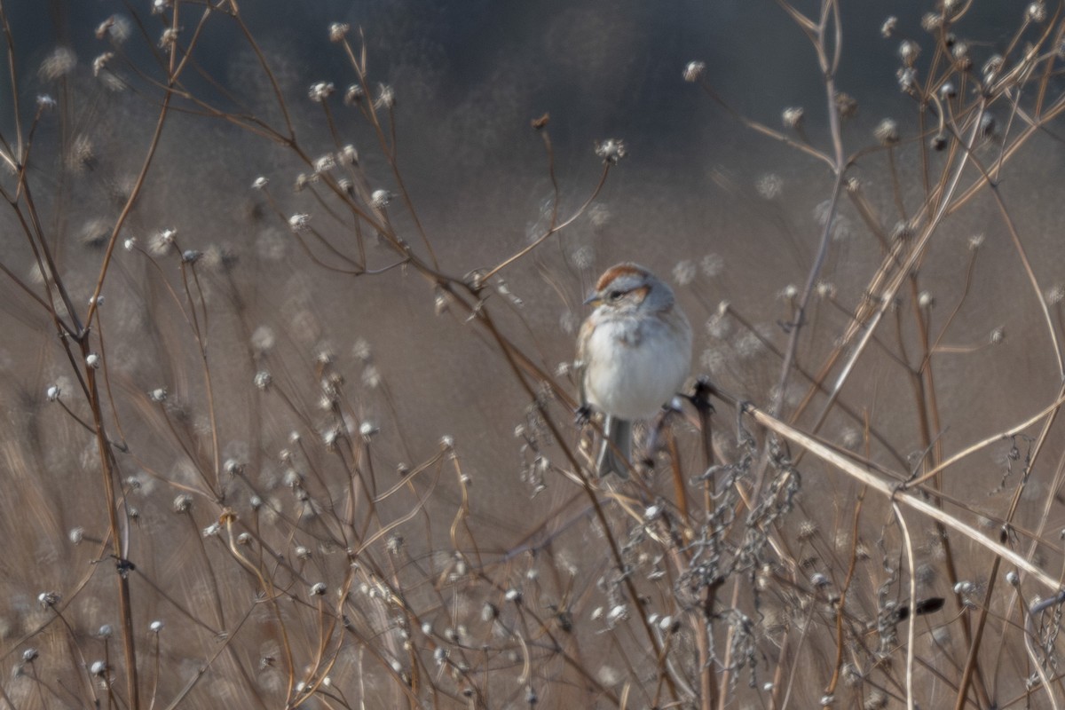 American Tree Sparrow - ML646640861