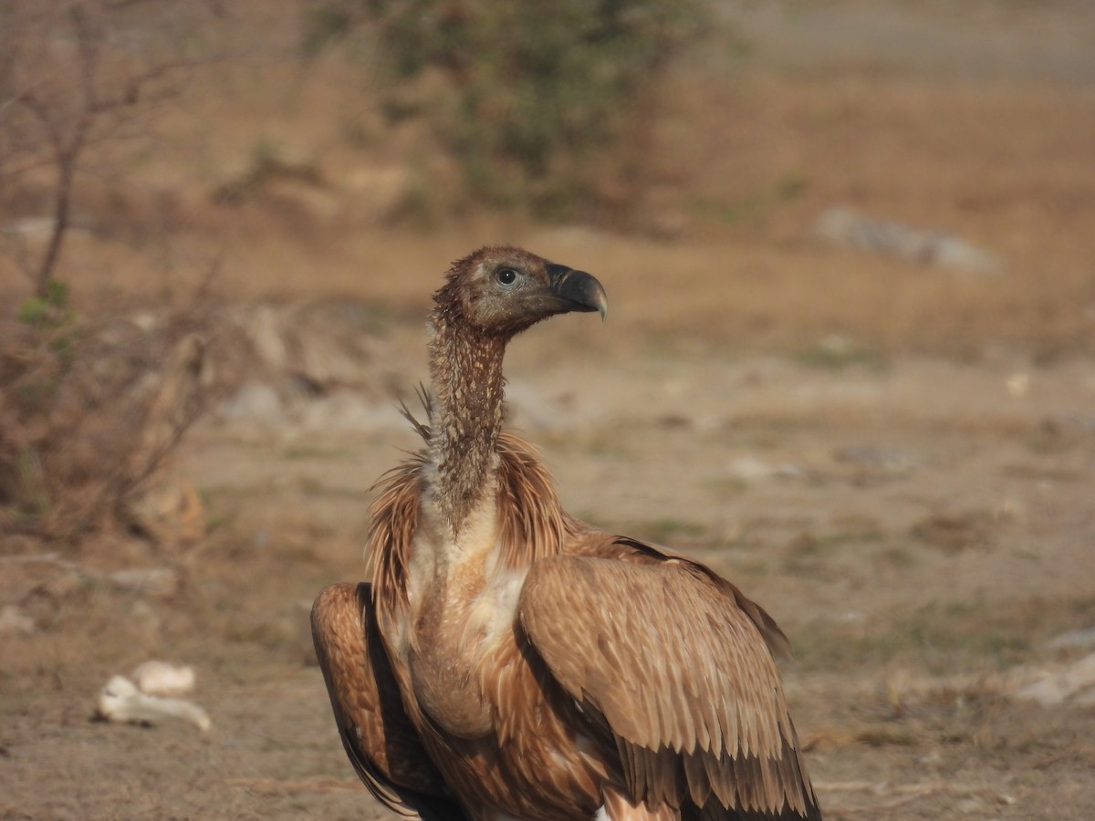 Grifone - ML646640864