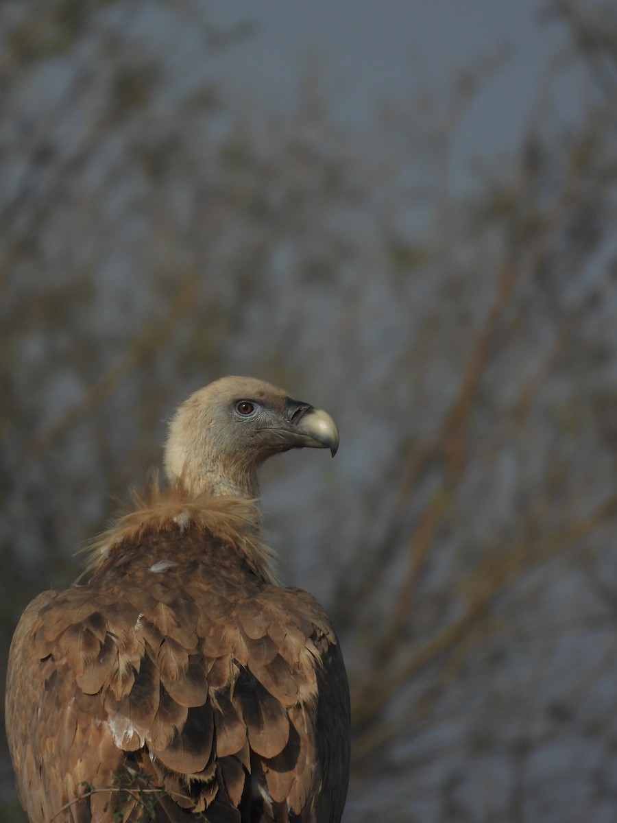 Grifone - ML646640865