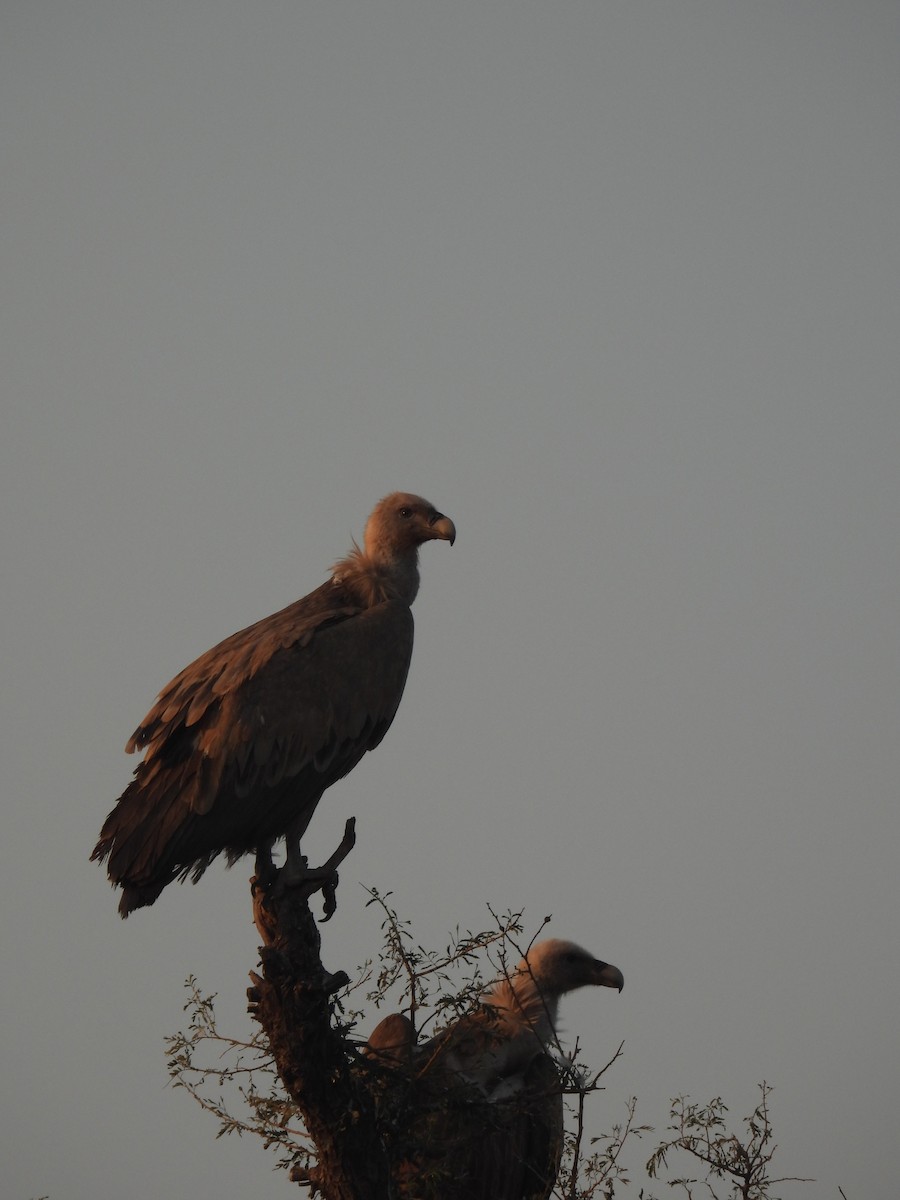 Grifone - ML646640867