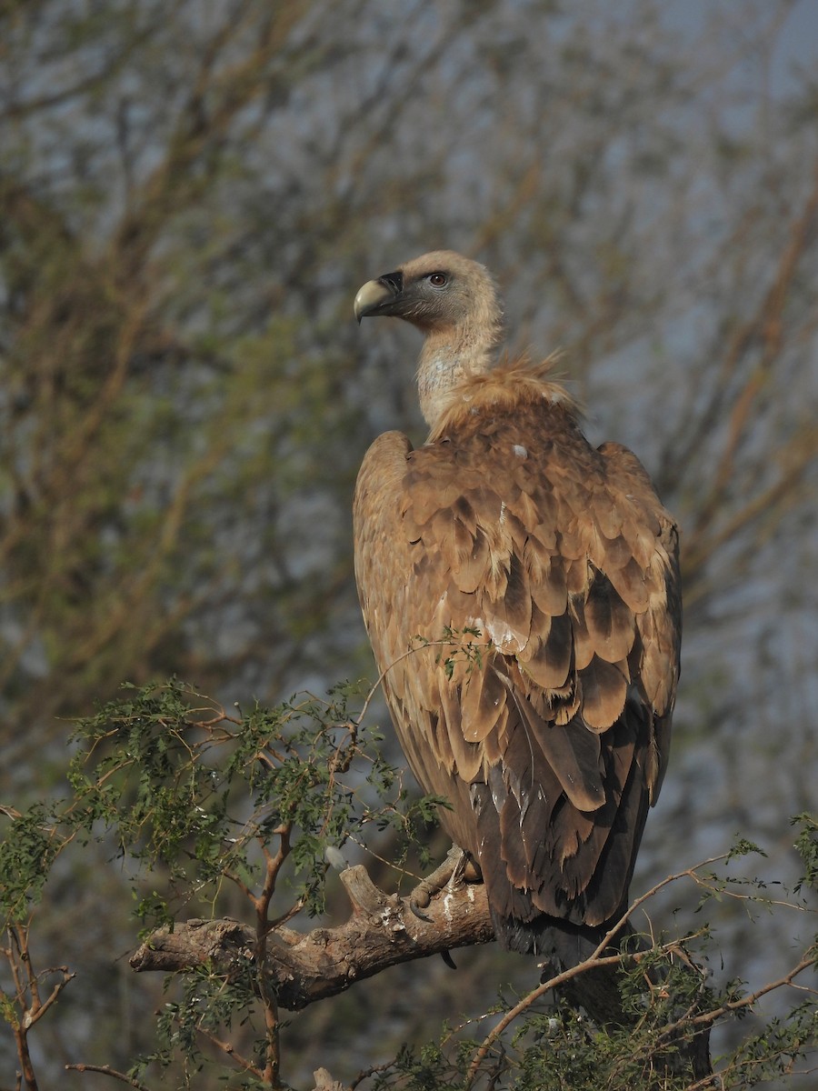 Grifone - ML646640868