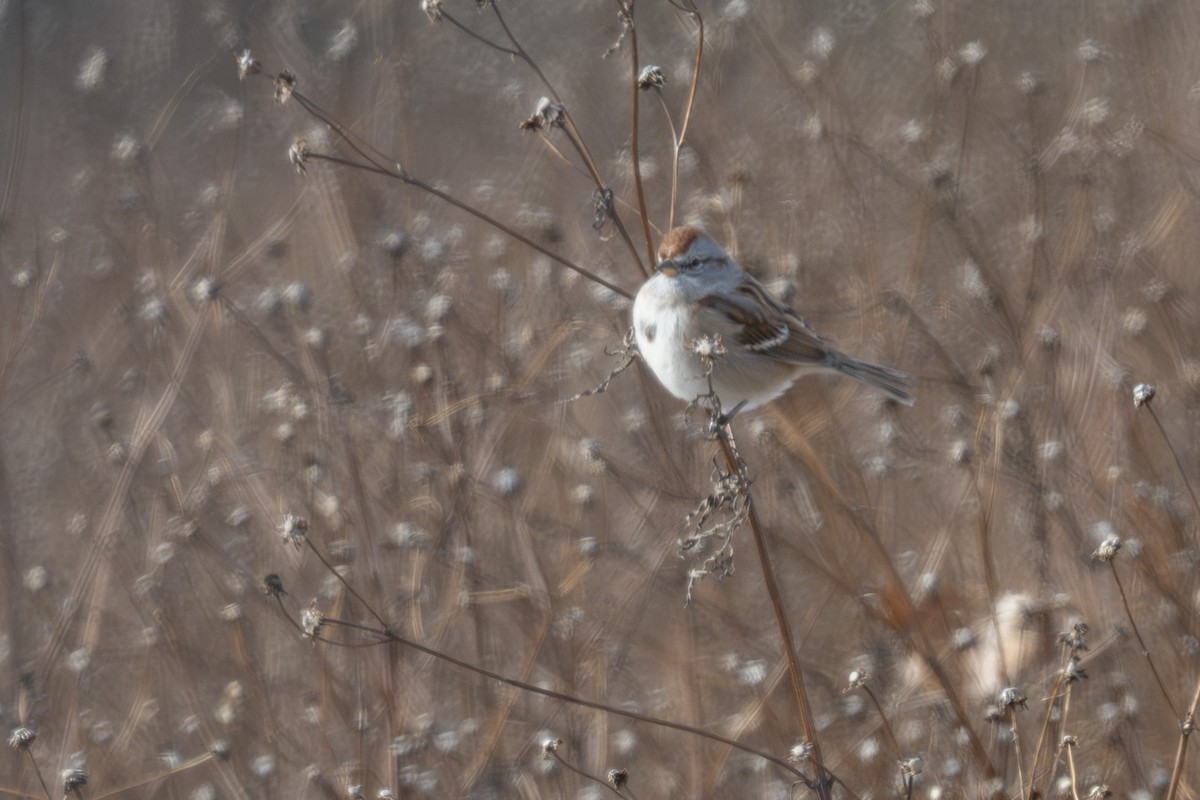 American Tree Sparrow - ML646640869