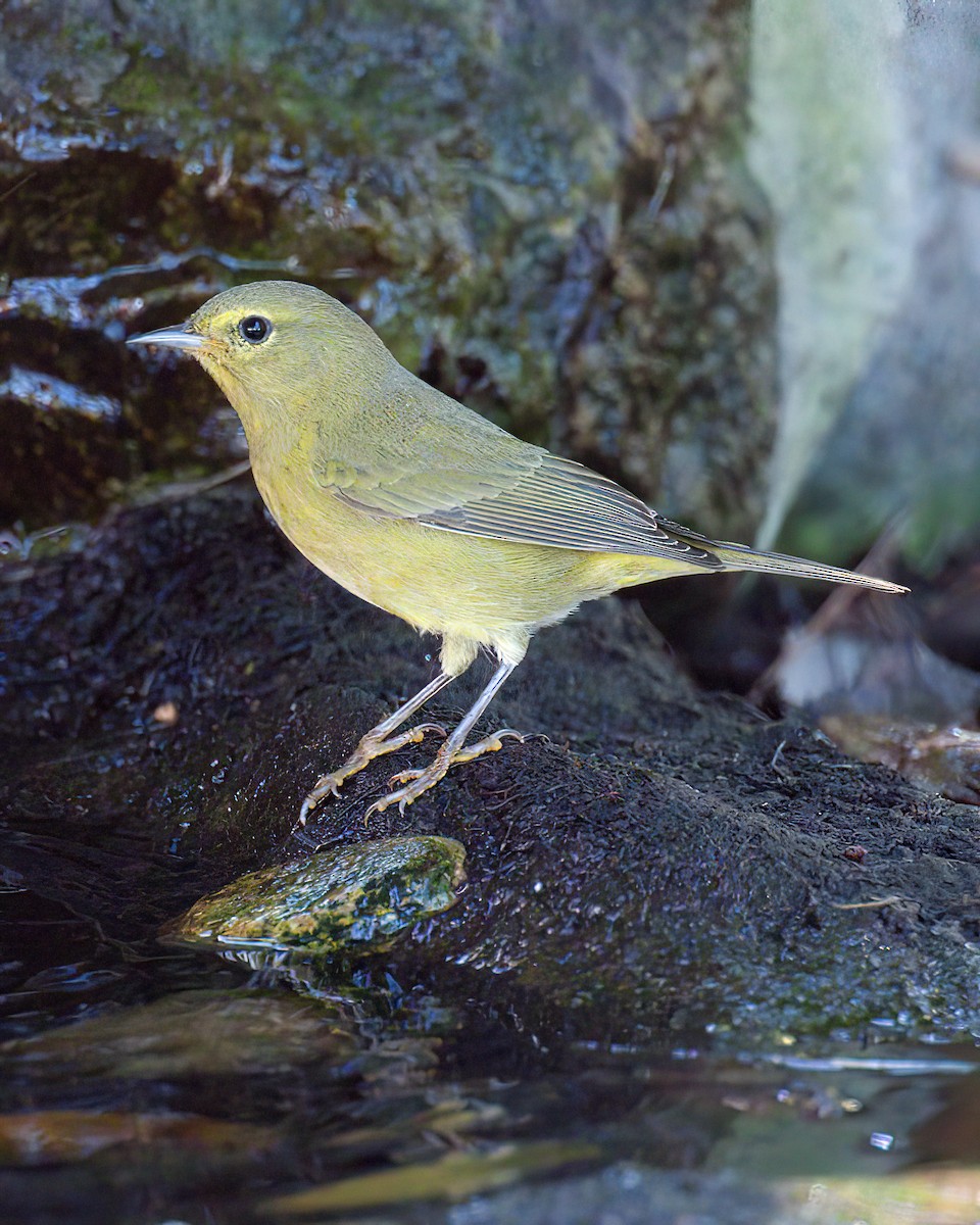 Orange-crowned Warbler - ML646640871