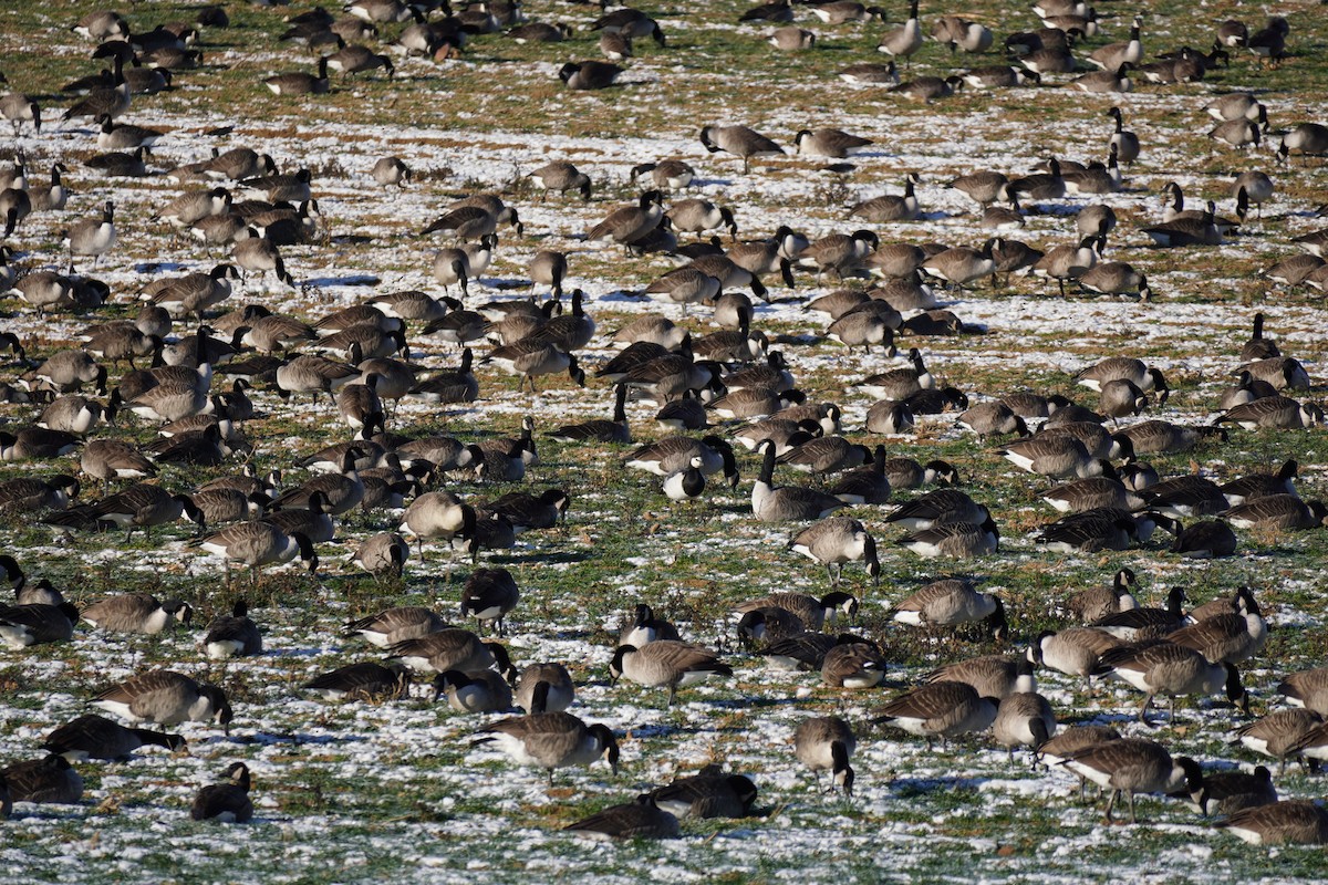 Barnacle Goose - ML646640878