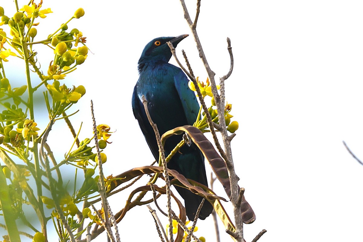 Estornino Orejiazul - ML646640881