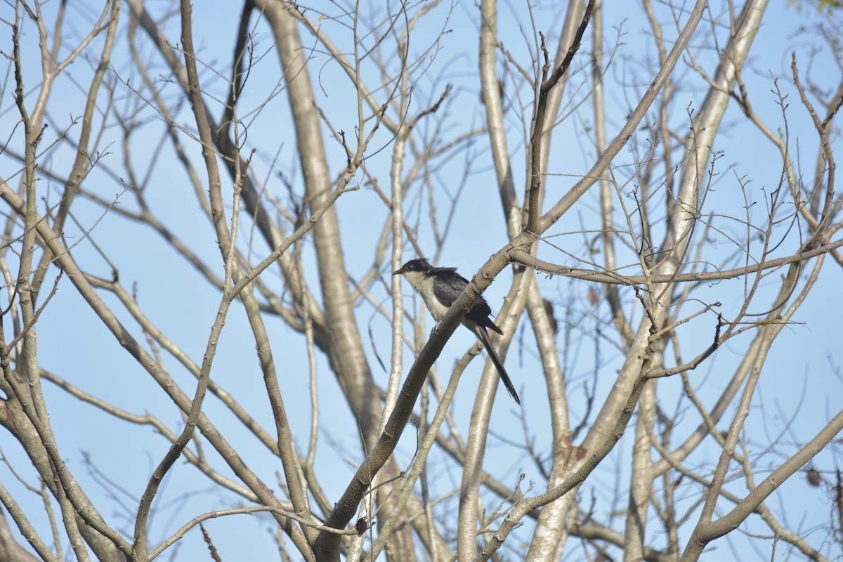 Tepeli Alaca Guguk - ML646640882