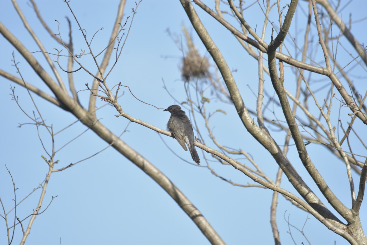 kukačka šedobřichá - ML646640888