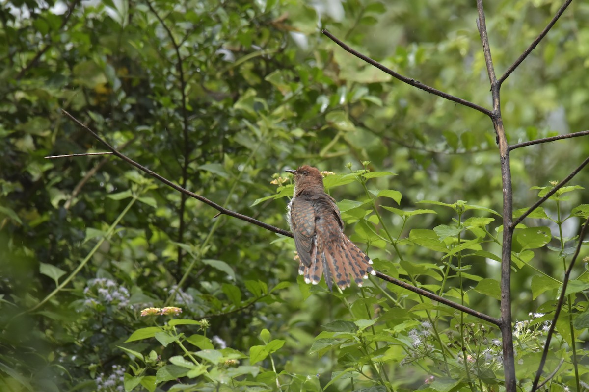 kukačka šedobřichá - ML646640889