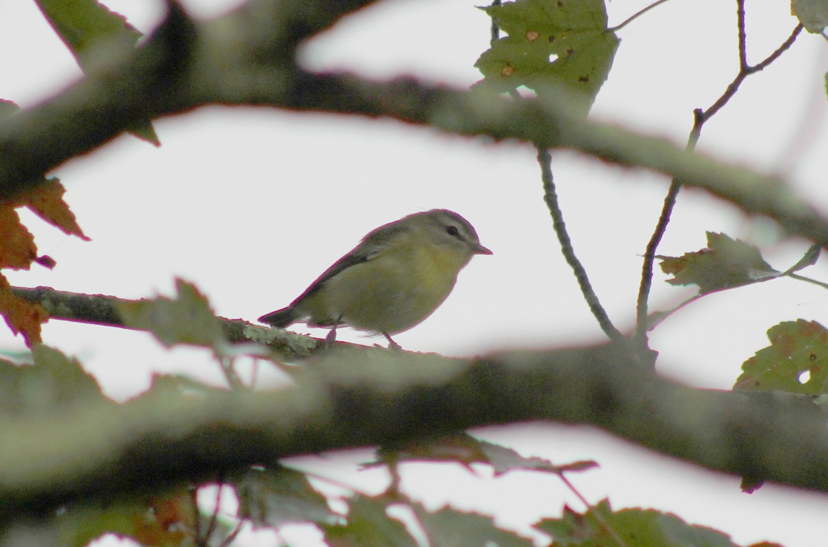 Philadelphia Vireo - ML646640890