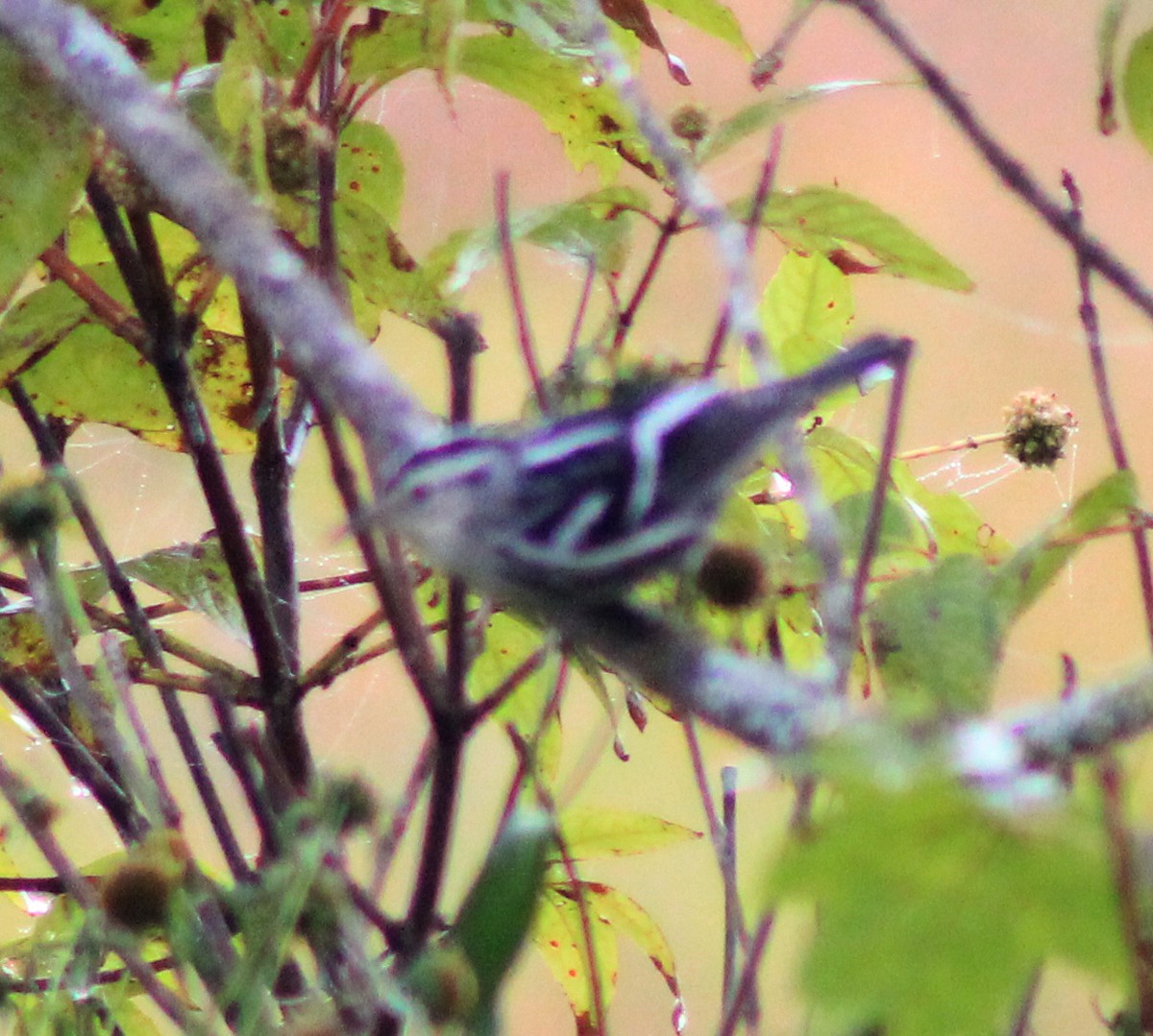 Black-and-white Warbler - ML646640893