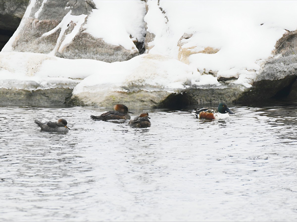 ハシビロガモ - ML646640894