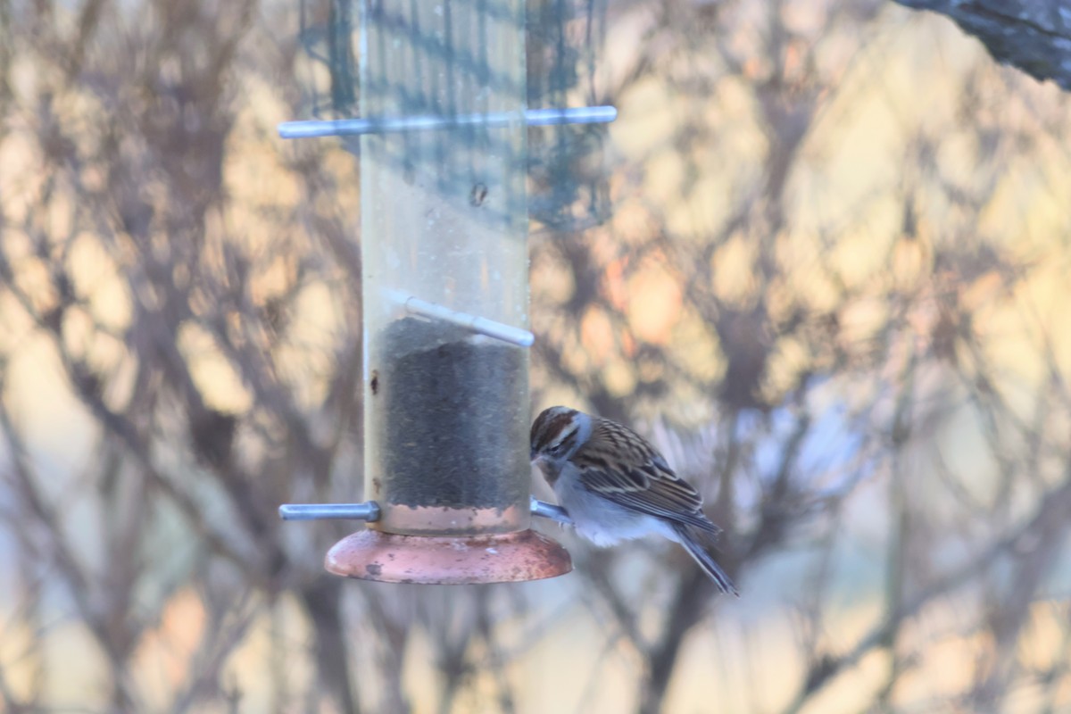 Chipping Sparrow - ML646640895