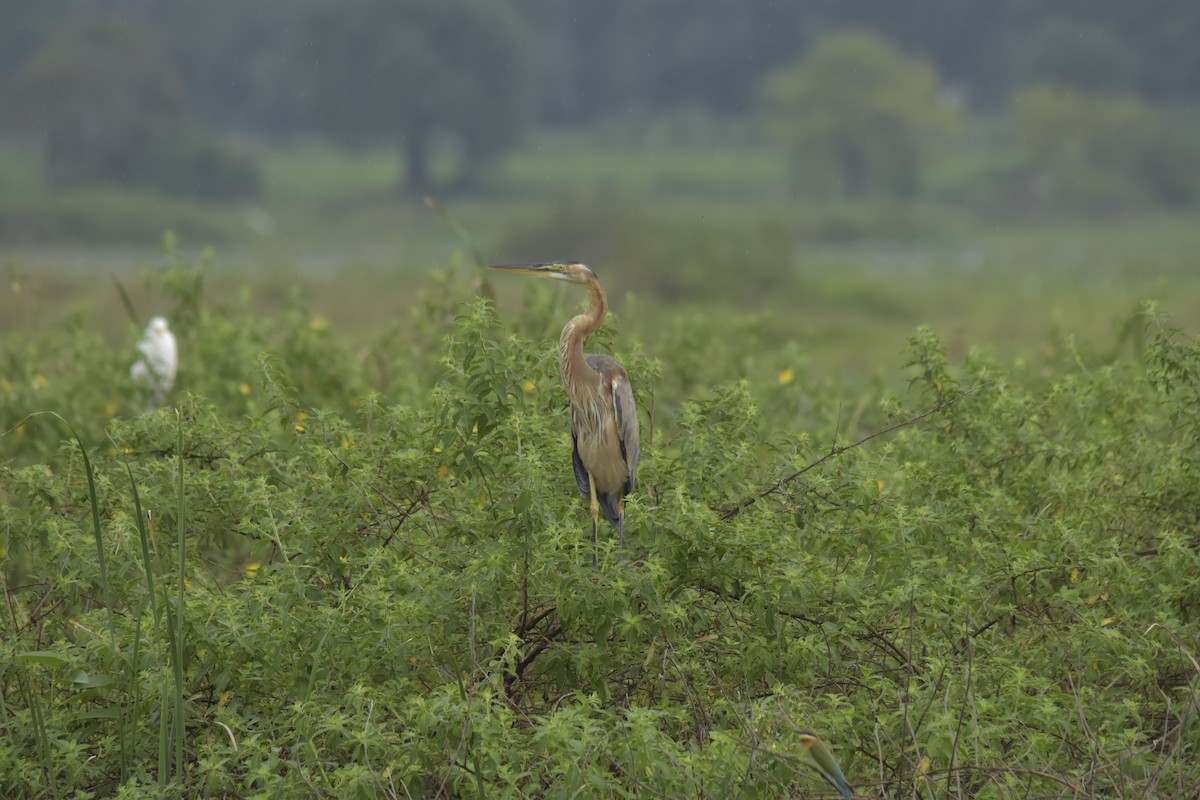 Erguvani Balıkçıl - ML646640897