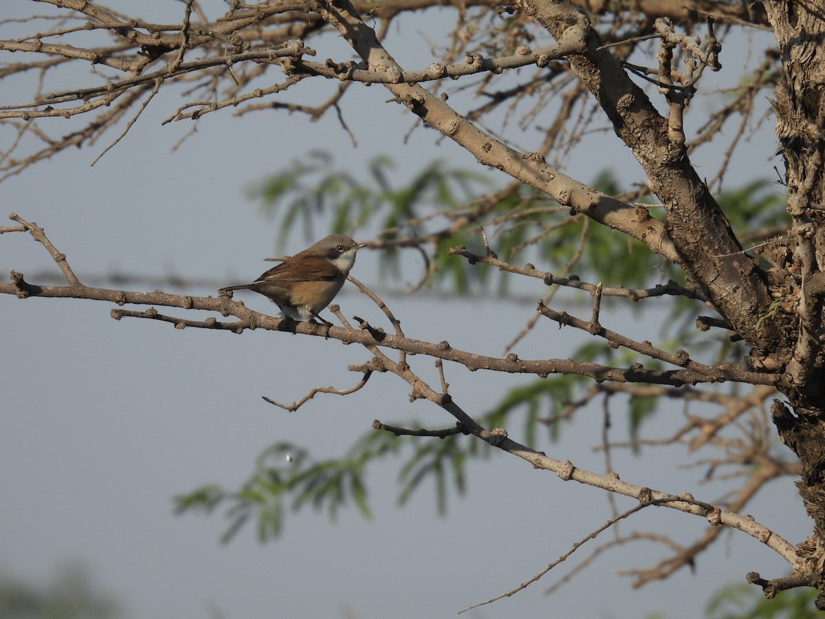 Bigiarella - ML646640899