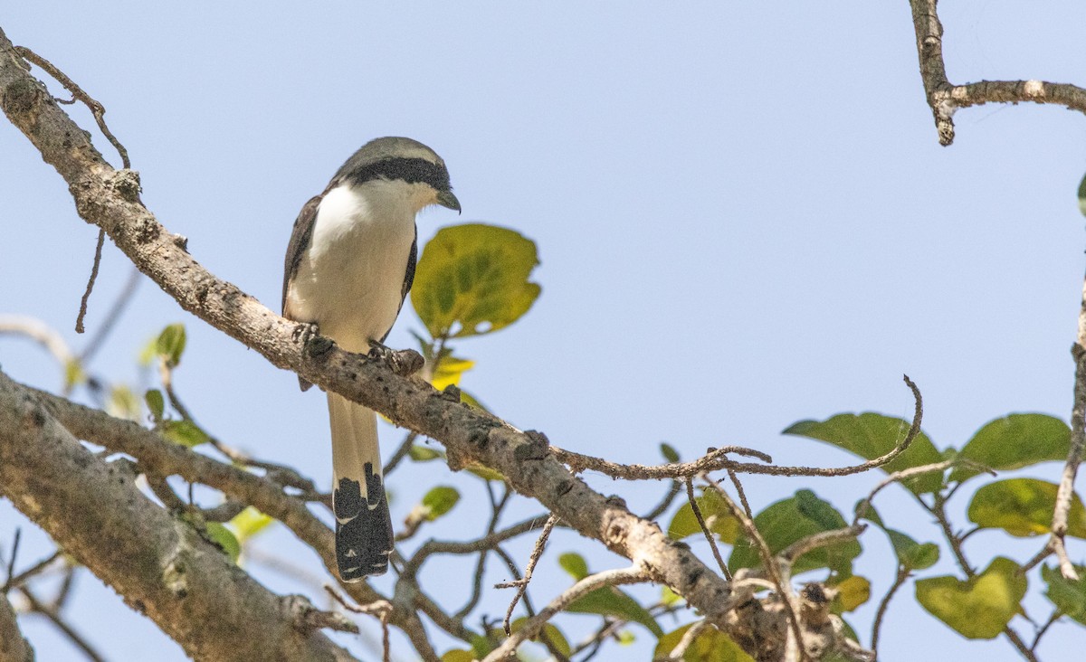 Gray-backed Fiscal - ML646640901