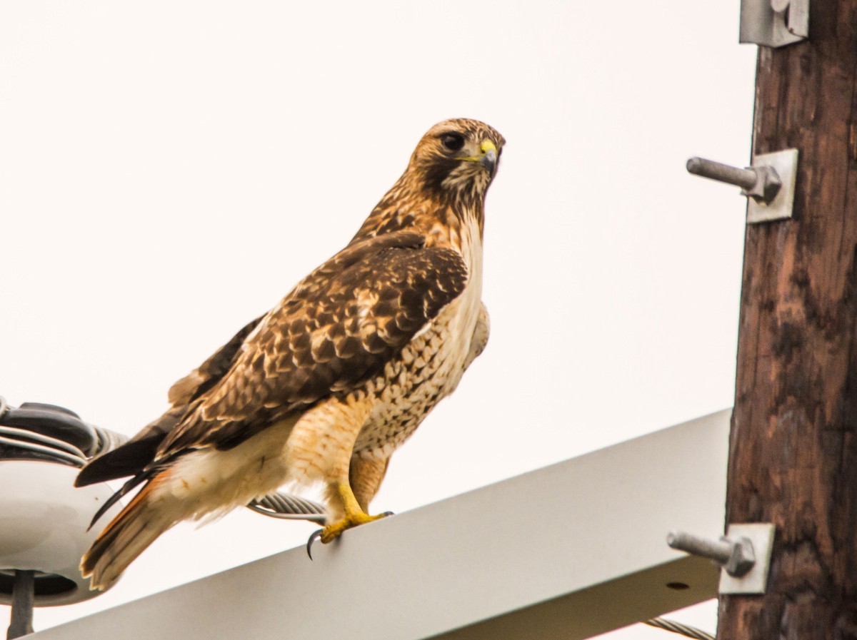 アカオノスリ - ML646640902