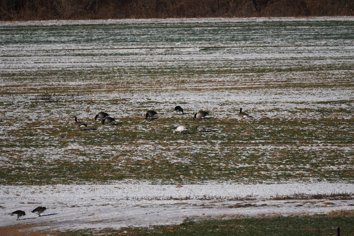 Snow Goose - ML646640903