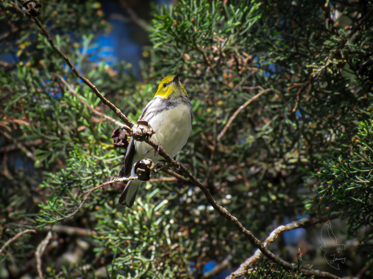 Пісняр-лісовик чорногорлий - ML646640906