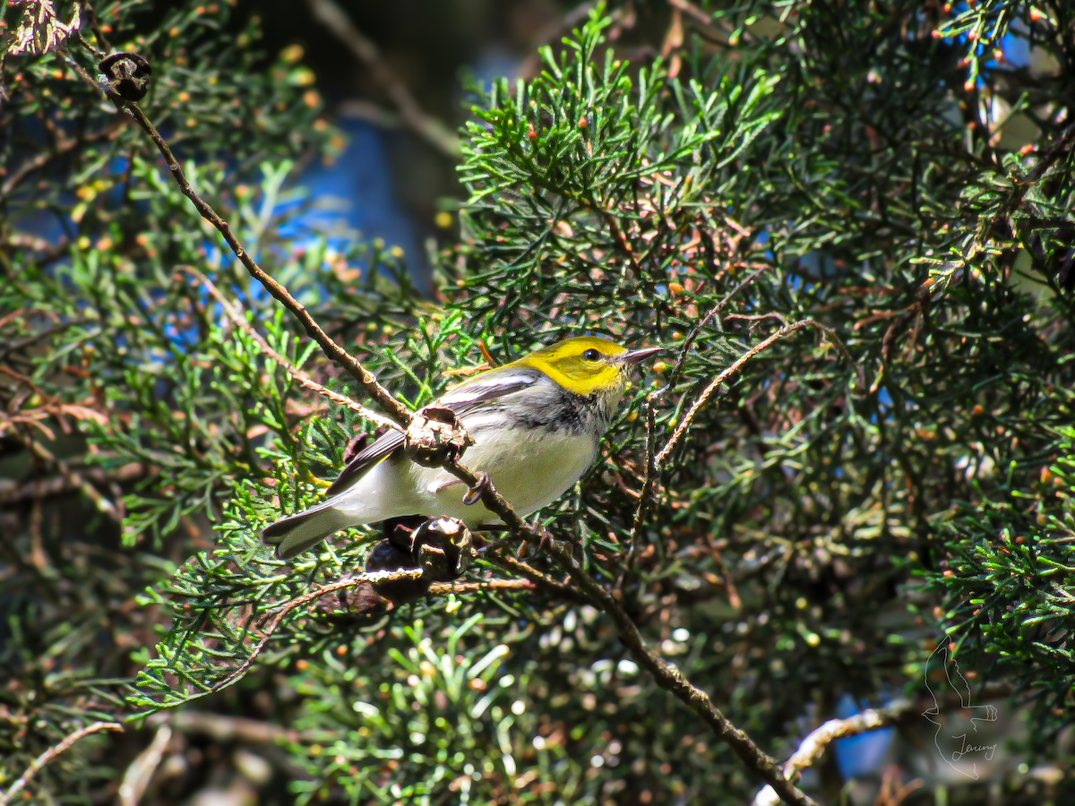Black-throated Green Warbler - ML646640908