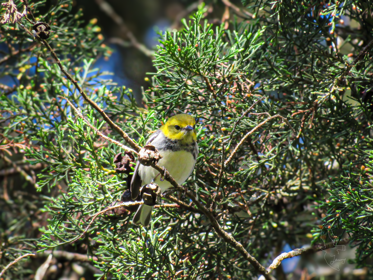 Пісняр-лісовик чорногорлий - ML646640909
