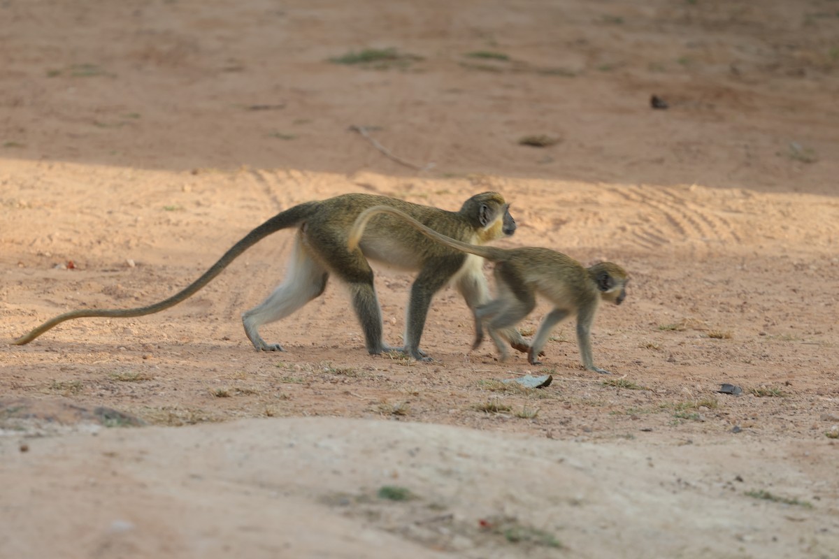 Animales - ML646640910