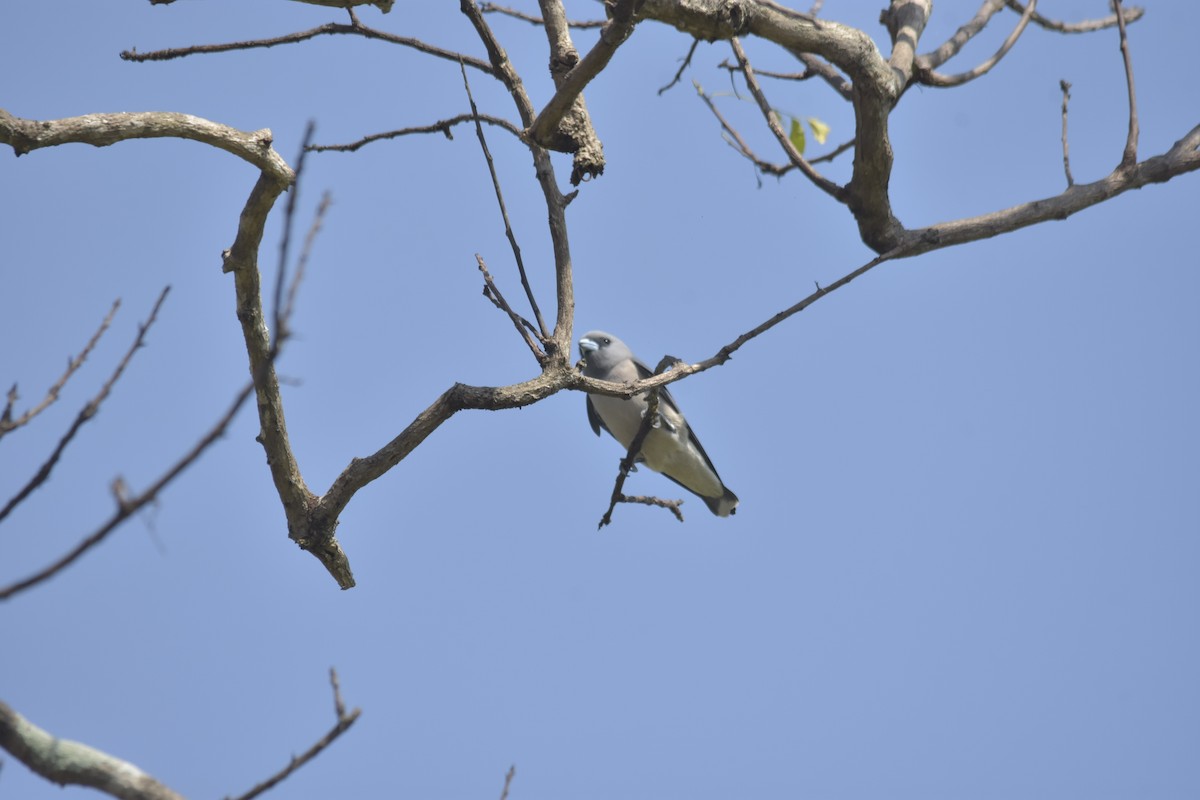 Kül Rengi Ormankırlangıcı - ML646640911