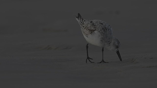 Correlimos Tridáctilo - ML646640912