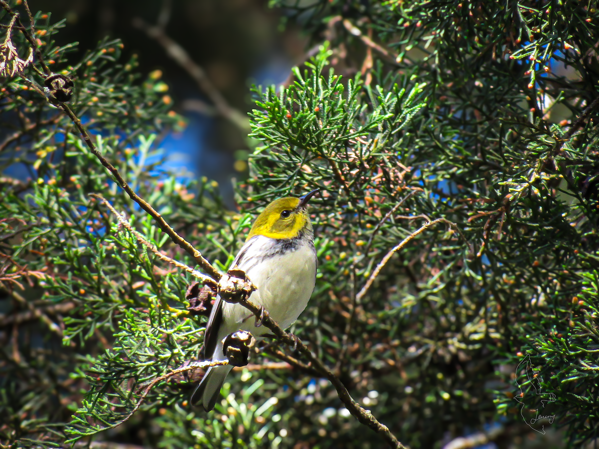 Пісняр-лісовик чорногорлий - ML646640913