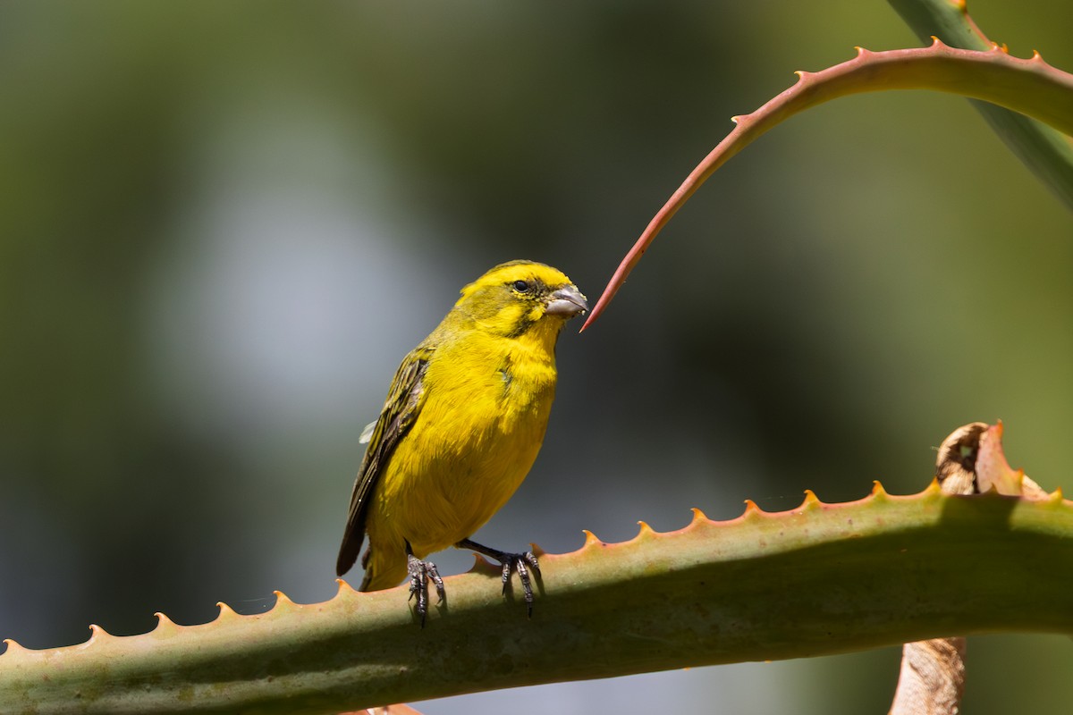 Yellow Canary - ML646640916