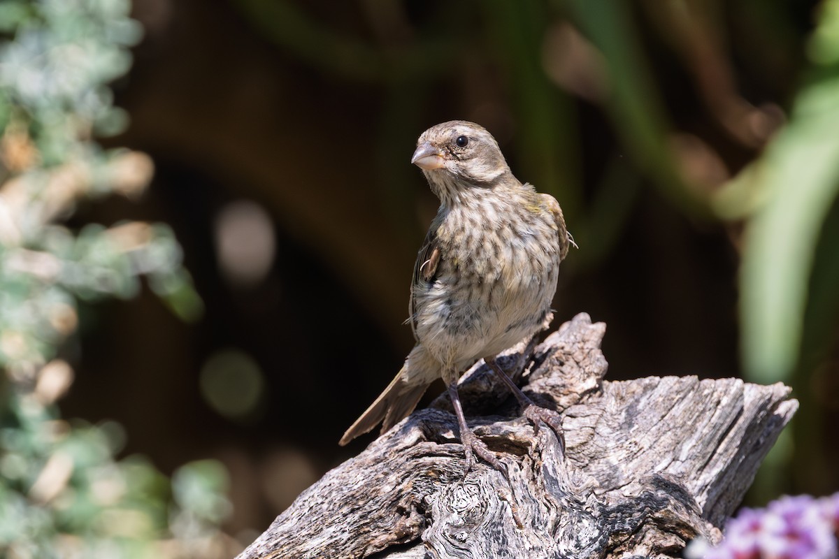 Yellow Canary - ML646640917