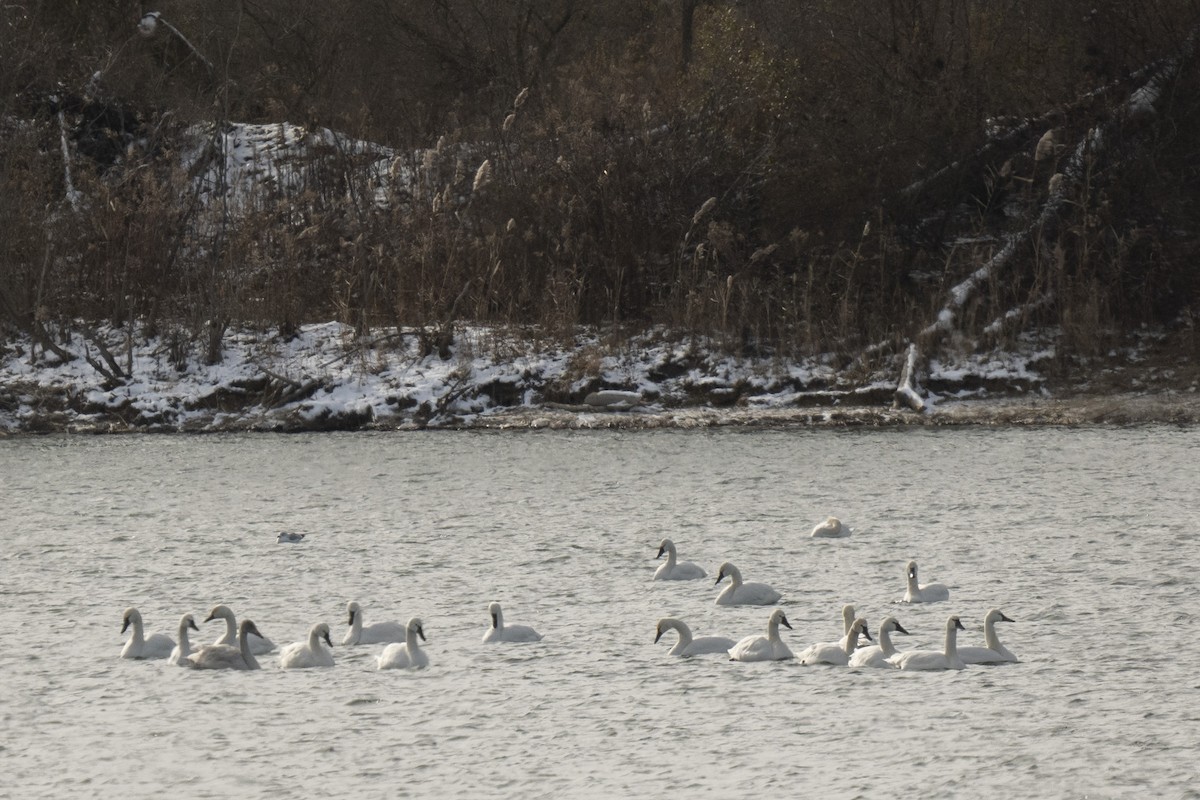 Beltxarga txistularia - ML646640920