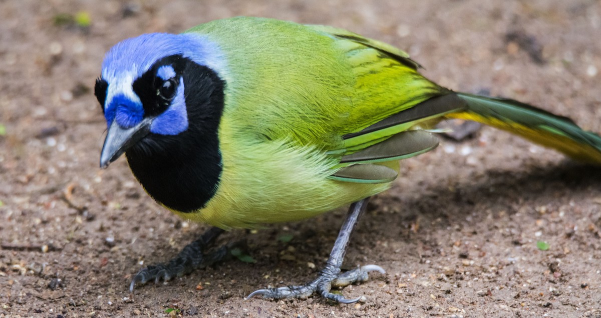 Inkablaurabe - ML646640921