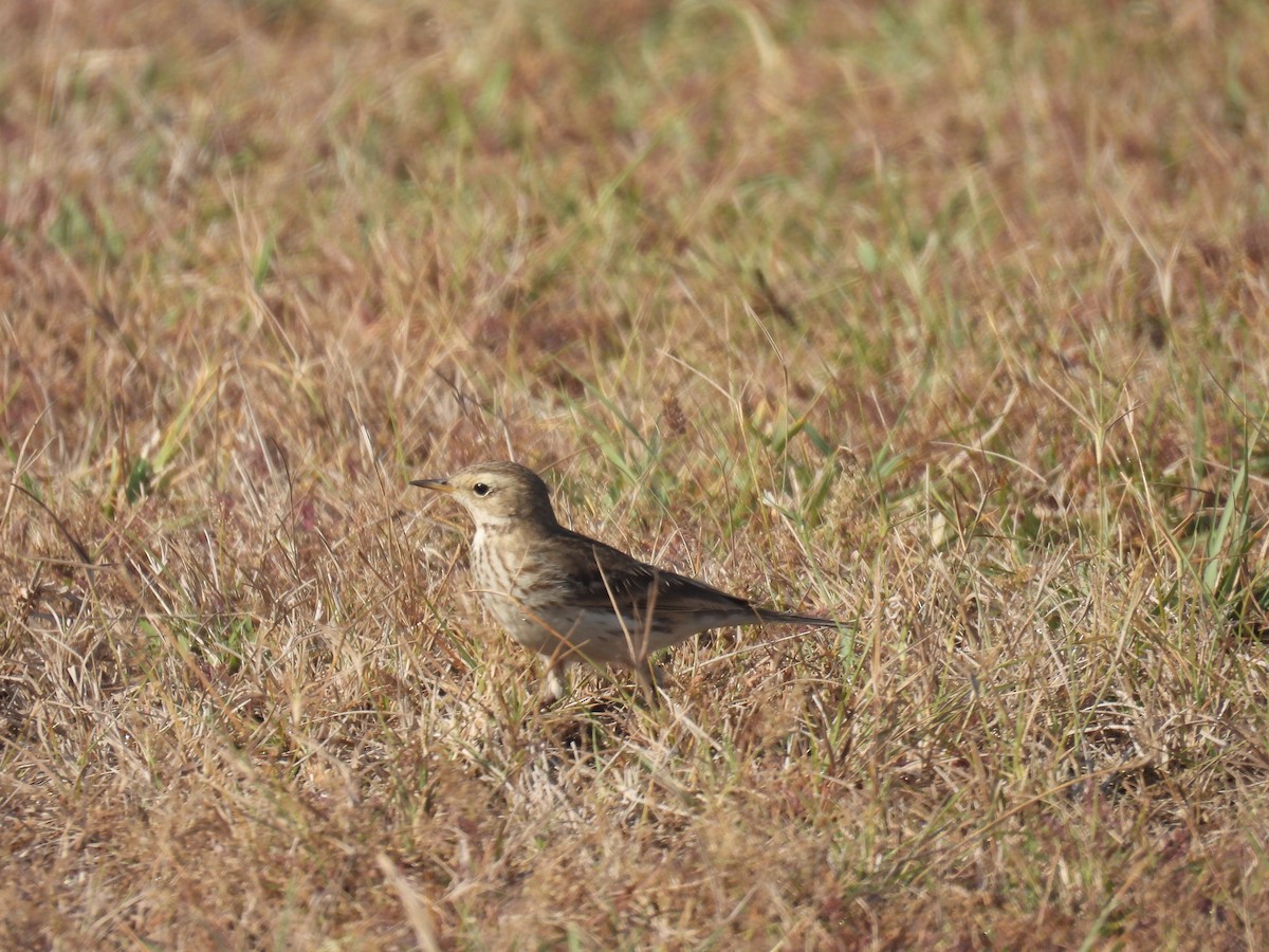 Spioncello - ML646640925