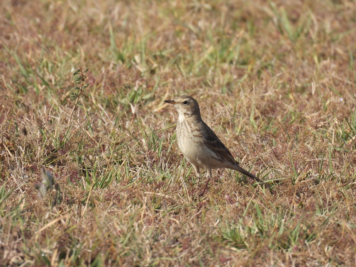 Spioncello - ML646640926